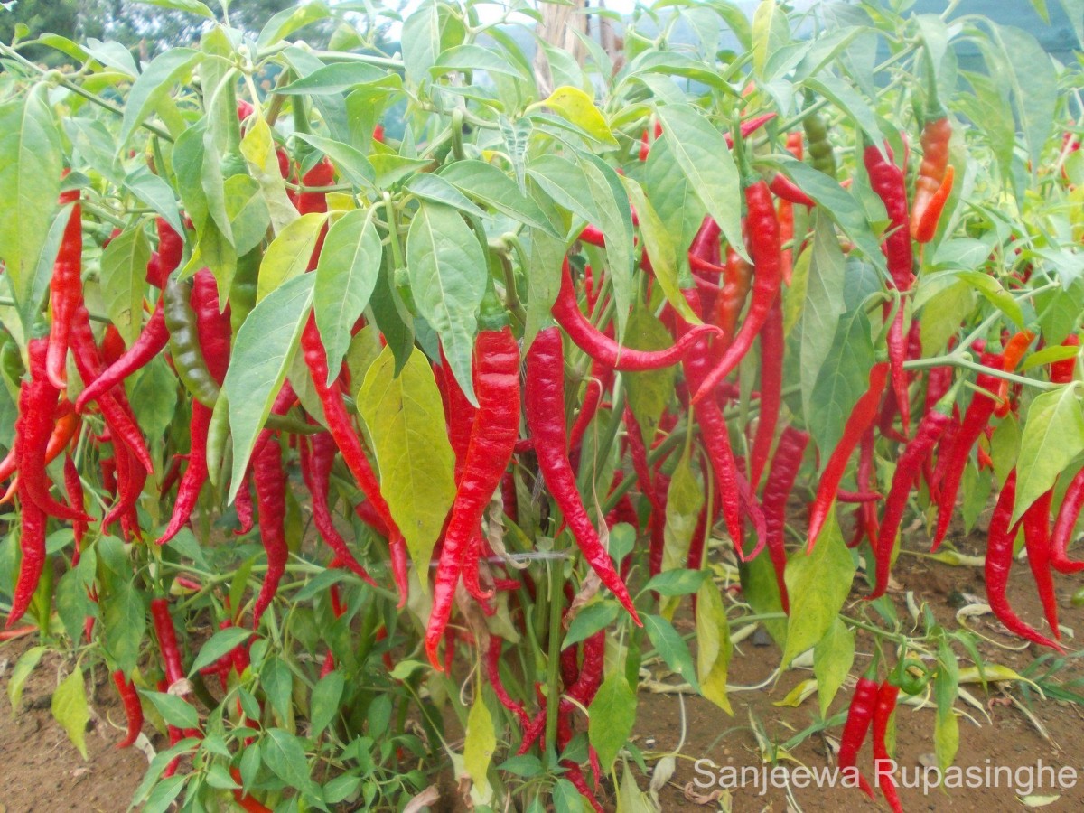 Capsicum annuum L.